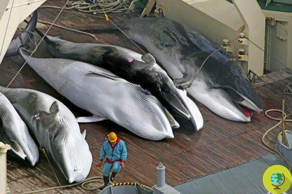 Triste récord para Noruega: los cazadores mataron más ballenas este año que en los últimos 3 años
